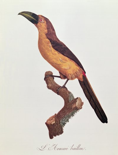 Aracari de Baillon, grabado por Jacques Louis Peree (b.1769) de Jacques Barraband